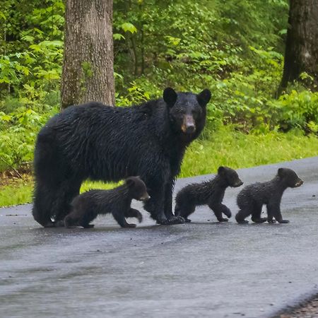 Mountain Lake Lodge, Hot Tub, Theater Room, 1089 Free Tickets Each Paid Day, Dollywood And More Sevierville Kültér fotó